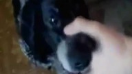 Prawdziwy snoop dogg-oryginal