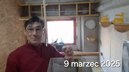 W Garden kuRaż * Kanarek wodnotokowy, samiczka już jest.