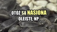 Jak powstaje olej rzepakowy? | Michał Toczyłowski | Narum | Narine