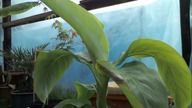 4 Banan Musa Basjoo Time-lapse 4 dni