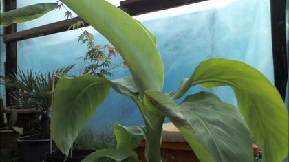 4 Banan Musa Basjoo Time-lapse 4 dni