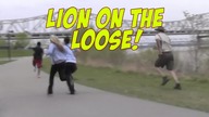 Lion On The Loose