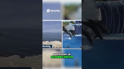 Shooka w Sea World Niezapomniana Przygoda w San Diego