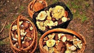 Grzyby Grzybobranie 2018 Wysyp Podgrzybków, Prawdziwków - Borowiki Szlachetne - sierpień