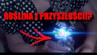 TWIERDZI ZE BYŁA W 6000 ROKU!