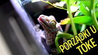 Paludarium zarosło ZA BARDZO  Nowe dzbaneczniki i GŁODNY GEKON TOKE