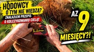 Cielę trzeba kolczykować w 7 dni? Unijne prawo mówi o 9 MIESIĄCACH!