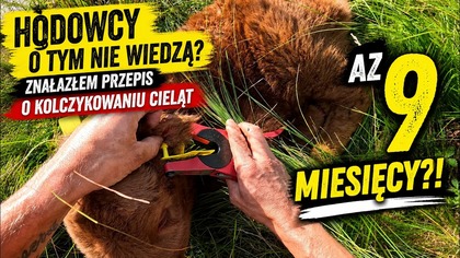 Cielę trzeba kolczykować w 7 dni? Unijne prawo mówi o 9 MIESIĄCACH!