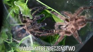 Samiec + Samica  ? Ybyrapora diversipes 
