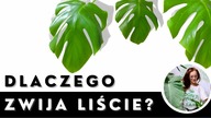 Dlaczego MONSTERA zwija liście ? Dlaczego liście monstery opadają i się zwijają ?
