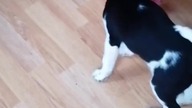 Caught red-pawed with the bag!  #shorts #puppy #straykids #skz