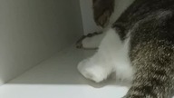 Dominikański kot katolik przyłapany na odmawianiu dziesiątki różańca.