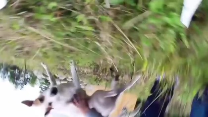 Zwierzeta vs drony 