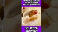 ZWYKŁE RZECZY, KTÓRE POD MIKROSKOPEM WYGLĄDAJĄ IMPONUJĄCO OKO MUSZKI OWOCÓWKI