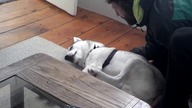 Husky nie chce do budy