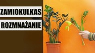 Jak rozmnożyć zamiokulkasa ? 4 sposoby !