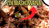 KARMIENIE WĘŻY jest interesujące!
