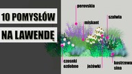Z czym posadzić LAWENDĘ? 10 pomysłów na rabaty z LAWENDĄ