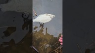 Rybia HIBERNACJA ?? Zimą czekamy długo i podajemy mało !! #wędkarstwo #carp #feeder #wędkarstwo