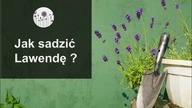 Jak prawidłowo posadzic lawende?