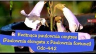 Odc-442. Kwitnąca paulownia oxytree.  Amatorska uprawa w Polsce 2018r