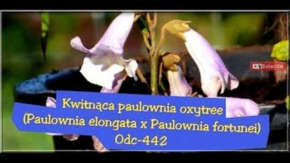 Odc-442. Kwitnąca paulownia oxytree.  Amatorska uprawa w Polsce 2018r