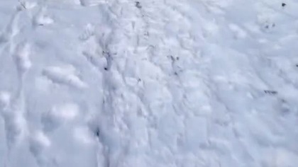 Igor, Rubik i Sarmata i w lesie na wędrówce! Q&A w lesie! Wieczorny spacer w śniegu i mrozie Pytania