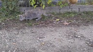 Kot bawiący się z myszą