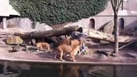 Atak lwów w zoo