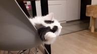 Best of Hercules and Krecia vol.  1 | Ultimate funny cat compilation