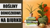 Rośliny doniczkowe na BIURKO