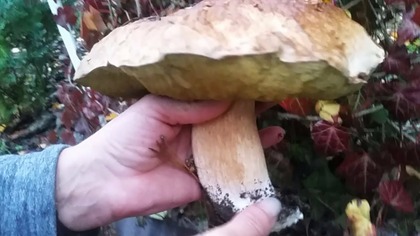 Grzybobranie 2019 - prawdziwki podgrzybki, maślaki i zające