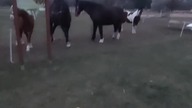 konie, horse, prosze o suba #speedsong #song #music #spedup #dance