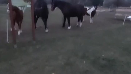 konie, horse, prosze o suba #speedsong #song #music #spedup #dance