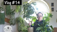 Roślinny Vlog #14 Jak dbać o rośliny domowe na początku wiosny?
