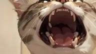 Anime AI generator vs cat meme #shortsyoutube #shortvideo #shortvideos