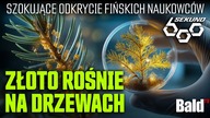 ZŁOTO ROŚNIE NA DRZEWACH! SZOKUJĄCE ODKRYCIE NAUKOWCÓW W FINLANDII