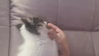 Chihuahua Luna Day 53