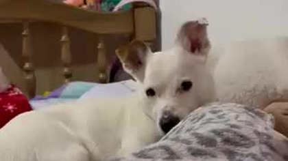 Biały, idziemy na spacerek.