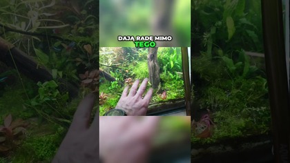  Mało Wymagające Rośliny #akwarium #akwarystyka