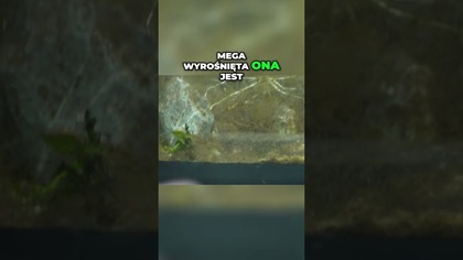 W końcu się pokazała!  Moja krewetka-widmo