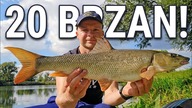 REKORDOWY DZIEŃ NA ODRZE !!! ZŁOWIŁEM 20 BRZAN !!! TYLKO KLASYCZNY FEEDER !!!