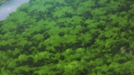 Shinka no Mi Shiranai Uchi ni Kachigumi Jinsei (anime) - Odcinek 1 1080p