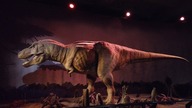 Muzeum Historii Naturalnej w Londynie - Lubisz dinozaury?