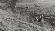 Polowanie na mężczyznę 1964 lektor pl