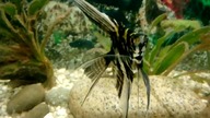 Pterophyllum scalare, Xiphophorus maculatus et consortes