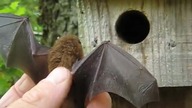 Człowiek, masz takie budki w sadzie? The BAT. Lektor PL 7+