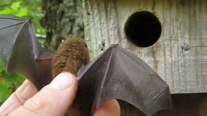Człowiek, masz takie budki w sadzie? The BAT. Lektor PL 7+