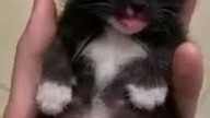 kitten tickled a doggys friend