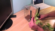Przekładanie  2x Avicularia geroldi, macro oraz małe info gatunkowe